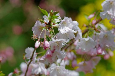 Bahçede güzel kiraz çiçekleri.