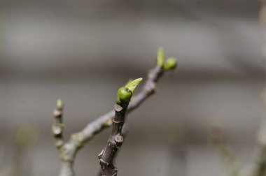 Ağaçtaki yeşil yapraklar