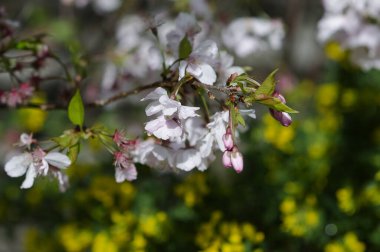 Bahar zamanı kiraz çiçeklerinin beyaz çiçekleri