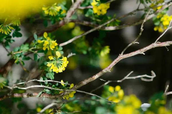 Güzel botanik fotoğrafı, doğal duvar kağıdı.
