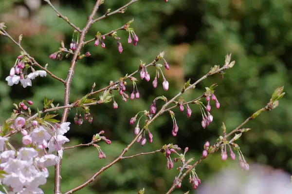 Baharda bahçede güzel çiçekler