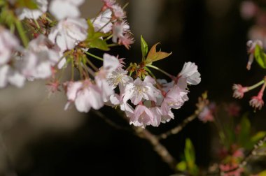 kiraz ağaçları çiçek yakın çekim