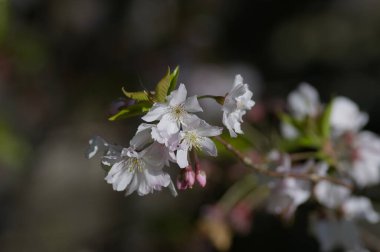 İlkbaharda kiraz çiçeği