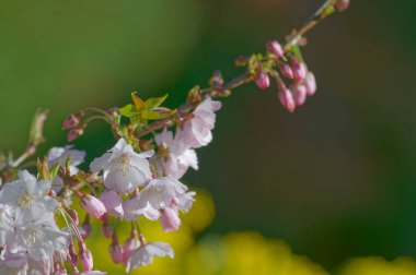 Bahar bahçesinde güzel kiraz çiçeklerine yakın.