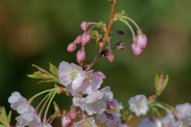 İlkbaharda kiraz ağacının güzel çiçekleri