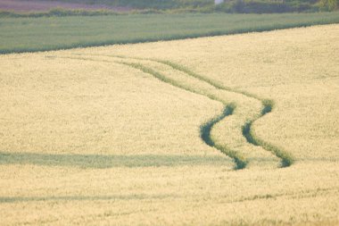Akşamları yeşil çimen ve buğday tarlası