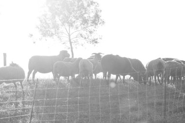 Çiftlikteki bir grup keçi