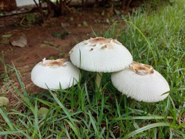 Üç büyük beyaz mantara yakın plan, dokulu başlıklar ve pürüzsüz, soluk alt kısımlar yemyeşil çimlerden çıkıyor. Mantarlar, düşmüş yapraklarla çevrili kahverengi dünyada kümelenmişler. Doğal güzellik ve huzur hissi uyandırıyorlar.