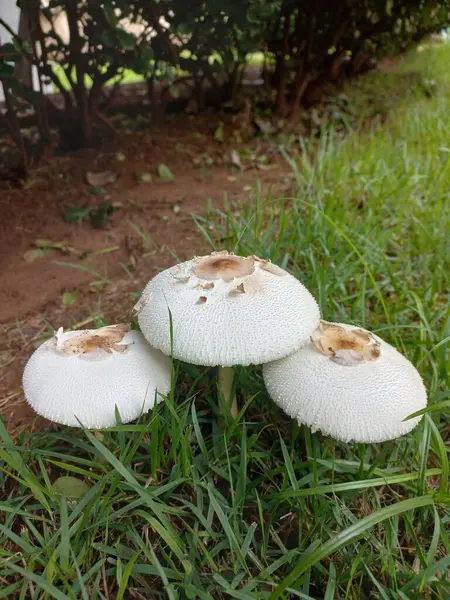 Dokulu şapkalı üç beyaz mantar bereketli yeşil çimlerin üzerinde zarif bir şekilde otururlar, sakin doğal bir çevreyle çevrili. Sahne, mantar # 39 'un yüzeyinin hassas detaylarını gösteren bir sükunet ve doğanın güzelliğini çağrıştırıyor. 