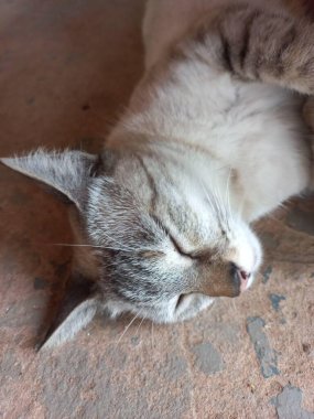 Taş bir yüzey üzerinde huzur içinde dinlenen açık renkli bir kedinin yakın çekimi. Kedi sakin bir ifadeye sahiptir, gözleri kapalı ve kulakları rahat, kırsal bir ortamda huzur ve konfor taşır..