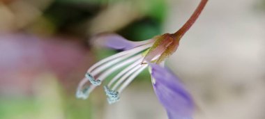 Mor renkli çiçekler güzel bir şekilde çiçek açar.