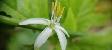 Klorofil çiçekleri çiçek açıp çiçek açtığında güzel ve çekici görünür.
