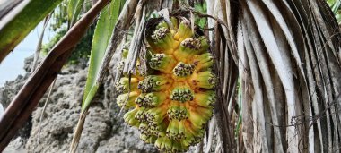 Olgun pandan meyvesi çok büyüleyici görünüyor.