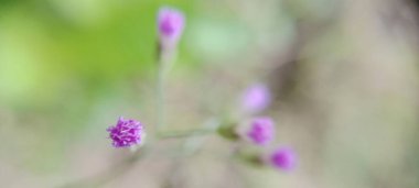 Çiçek tomurcukları açar ve güzel ve güzel görünür.