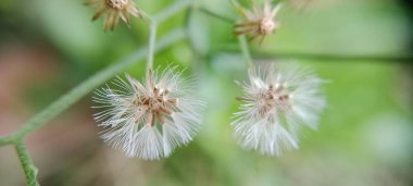 Çiçek tomurcukları açar ve güzel ve güzel görünür.