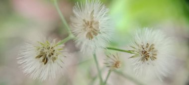 Çiçek tomurcukları açar ve güzel ve güzel görünür.