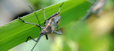 Hemiptera, yağmurlu mevsimlerde ve genellikle yaprak veya dal üzerinde tüneyen bir böcek türüdür..