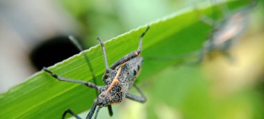 Hemiptera, yağmurlu mevsimlerde ve genellikle yaprak veya dal üzerinde tüneyen bir böcek türüdür..