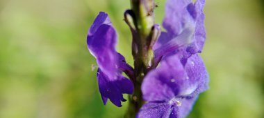 Mor çiçekler güzel ve büyüleyici bir şekilde açar.