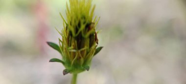 Çiçek tomurcukları henüz açmadı. Güzel görünüyor.