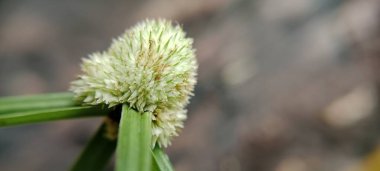 Çiçek açan çimenler güzel ve doğal görünür.