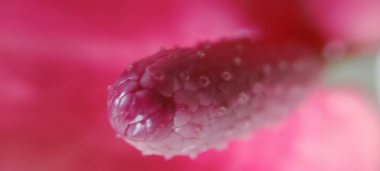 Anthurium Andraeanum arka planı çok güzel ve güzeldir.