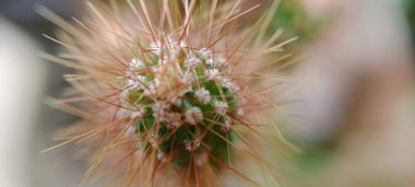 Keskin ve sivri dikenli küçük kaktüsler.