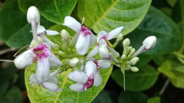 Croton çiçekleri güzel ve büyüleyici bir şekilde çiçek açıyor.