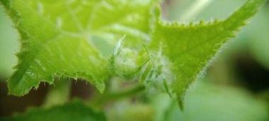 Acı kavun yaprağı filizleri çok güzel ve çekici görünüyor.