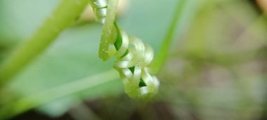 Acı kavun yaprağı filizleri çok güzel ve çekici görünüyor.