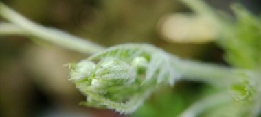 Acı kavun yaprağı filizleri çok güzel ve çekici görünüyor.