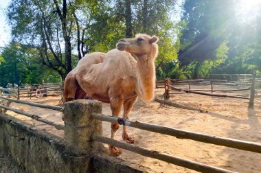 camel in zoo, camel in zoo