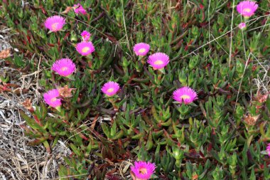 İç kesimlerdeki domuz yüzlü (Carpobrotus mütevazı) çiçekler ve yeşil sulu yapraklar.