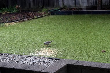 Noisy miner (Manorina melanocephala) feeding on the ground. clipart