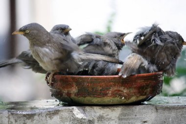 A group of Jungle Babblers (Argya striata) enjoying bath in a pot. clipart