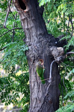 Brown-Headed Barbet (Psilopogon zeylanicus) excavating a nest hole in a tree trunk. clipart