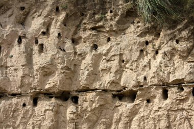 Birds of various species occupying burrow nests excavated in a vertical mud wall. clipart