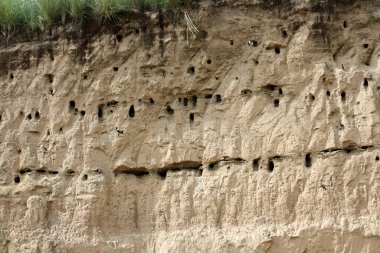 Yuvaları işgal eden çeşitli türdeki kuşlar dikey çamur duvarında kazı yaptılar..