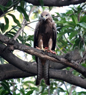 Black kite (Milvus migrans) feasting on a squirrel carcass. clipart