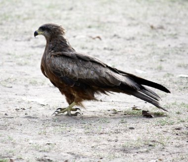 Black Kite (Milvus migrans) roaming on the ground. clipart