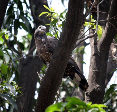 Oriental Honey-buzzard (Pernis ptilorhynchus) surveying its surroundings from a tree perch.  clipart