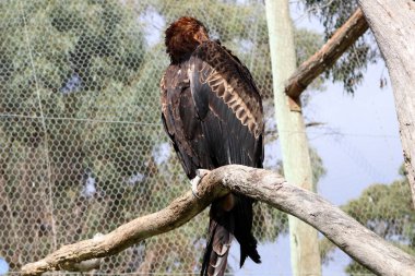 Kaz kuyruklu kartal (Aquila audax) ölü bir ağaca tünemiş..