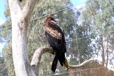 Kaz kuyruklu kartal (Aquila audax) ölü bir ağaca tünemiş..