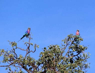 A pair of Lilac-breasted roller perched on a tree. clipart