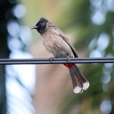 Red-vented Bulbul (Pycnonotus cafer) perched on a wire. clipart