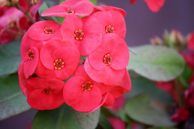 Crown of thorn plant (Euphorbia milii) in bloom with pinkish-red flowers. clipart