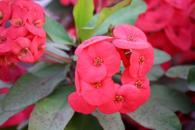 Dikenli bitki (Euphorbia milii) tacı pembemsi kırmızı çiçeklerle çiçek açmış..