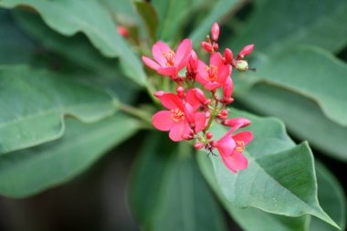 Yeşil yapraklar arasında pembe Jatropha çiçekleri (Jatropha integerrima).