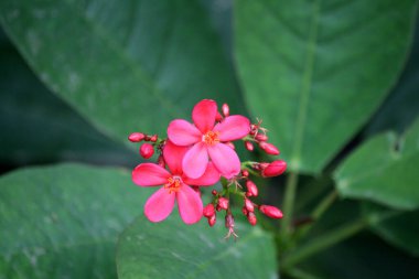 Pink Jatropha flowers (Jatropha integerrima) among green leaves. clipart