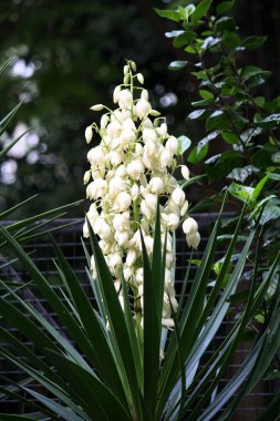 Adams iğnesi ve ipliği (Yucca filamentosa) çiçek açmış..